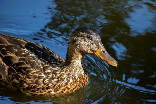 Ordforråd, logik og tålmodighed: Nøgler til krydsordssucces