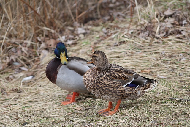 Hemmelighederne bag hurtigere krydsordsløsning